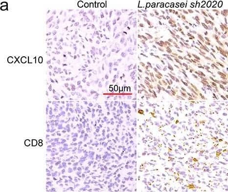 CXCL10 controlled CD8+ T cell migration and the effect of L. paracasei sh2020 in vivo. (a-b) Representative images of IHC staining of CD8 and CXCL10 (a), and quantification (b) for the control and L. paracasei sh2020-treated tumors (n = 6–7). (c) IHC analysis of CD8 in tumors, which were divided into two groups according to CXCL10 high and low expression. (d) Experimental design: C57BL/6 mice were implanted subcutaneously with 5.0 × 105 MC38 cells and was treated with control vehicle or anti-CXCL10 antibody by intraperitoneal injection, every 3 days starting on D3, in total three times. The mice were given L. paracasei sh2020 with a dose of 1.0 × 109 CFU by gavage starting from D0 to D13. (e) Tumor growth in tumor-bearing mice in d. (f) Quantification of IHC staining of CXCL10 and CD8 in the tumors after neutralizing CXCL10 in vivo (n = 4–5). ns, no significant difference, *P < .05, **P < .01, ***P < .001. Image collected and cropped by CiteAb from the following open publication (//pubmed.ncbi.nlm.nih.gov/35259052), licensed under a CC-BY license. Not internally tested by R&D Systems.