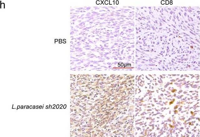 L. paracasei sh2020 promoted the expression and secretion of CXCL10 in vivo and in vitro. (a) The expression of CXCL9, CXCL10 and CXCL11 in tumor tissues from control and L. paracasei sh2020-treated mice was detected by qRT-PCR. (b-c) Representative images (b) and quantification (c) of IHC staining of CXCL10 in the tumor tissues from control and L. paracasei sh2020-treated tumors. (d) Tumor growth in each group. (e) The levels of CXCL10 in the conditioned medium. (f-g) Tumor growth in the tumor-bearing mice with intratumoral injection of L. paracasei sh2020 (n = 5–6). (h-i) Representative images (h) and quantification (i) of IHC staining of CXCL10 and CD8 in each group (n = 4–5). (j) The serum levels of CXCL10 were examined by ELISA. ns, no significant difference, *P < .05, **P < .01, ***P < .001. Image collected and cropped by CiteAb from the following open publication (//pubmed.ncbi.nlm.nih.gov/35259052), licensed under a CC-BY license. Not internally tested by R&D Systems.