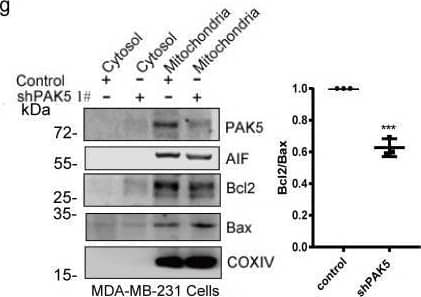 Western Blot PAK7 Antibody (444703)