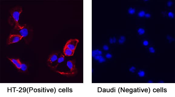 Immunocytochemistry TSPAN8/TM4SF3 Antibody (458811) [Unconjugated]