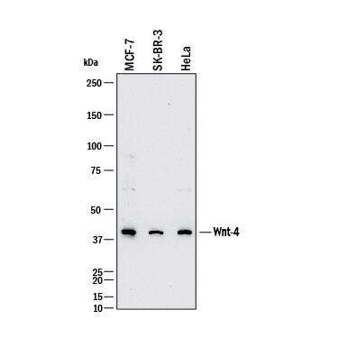 Western Blot Wnt-4 Antibody (55025) [Unconjugated]