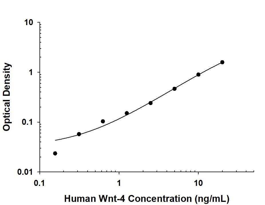 ELISA Wnt-4 Antibody (55010) [Unconjugated]