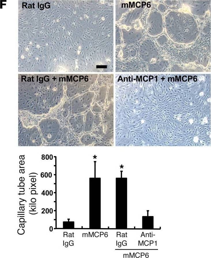 Tryptase directly induced the expression of angiogenic factors in retinal endothelial cells.(F) Addition of recombinant mMCP6 into the culture of primary retinal endothelial cells induced typical tube formation. The effect of mMCP6 was suppressed by addition of anti-MCP1 mAbs. n = 4 in each group. *P < 0.05 versus rat isotype mAb, Dunnett’s test. Image collected and cropped by CiteAb from the following open publication (//pubmed.ncbi.nlm.nih.gov/28990934), licensed under a CC-BY license. Not internally tested by R&D Systems.