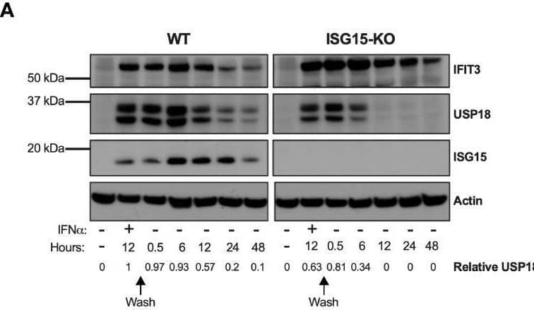 Western Blot ISG15/UCRP Antibody (539442) [Unconjugated]