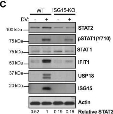 Western Blot ISG15/UCRP Antibody (539442) [Unconjugated]