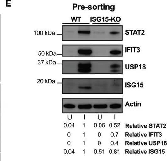 Western Blot ISG15/UCRP Antibody (539442) [Unconjugated]