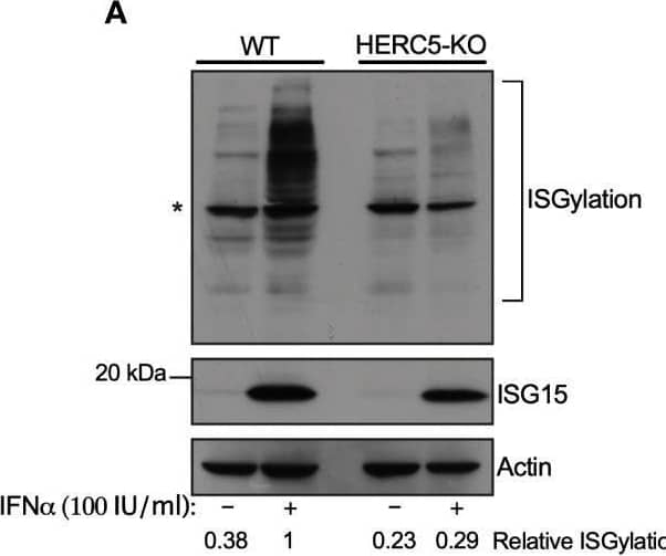 Western Blot ISG15/UCRP Antibody (539442) [Unconjugated]