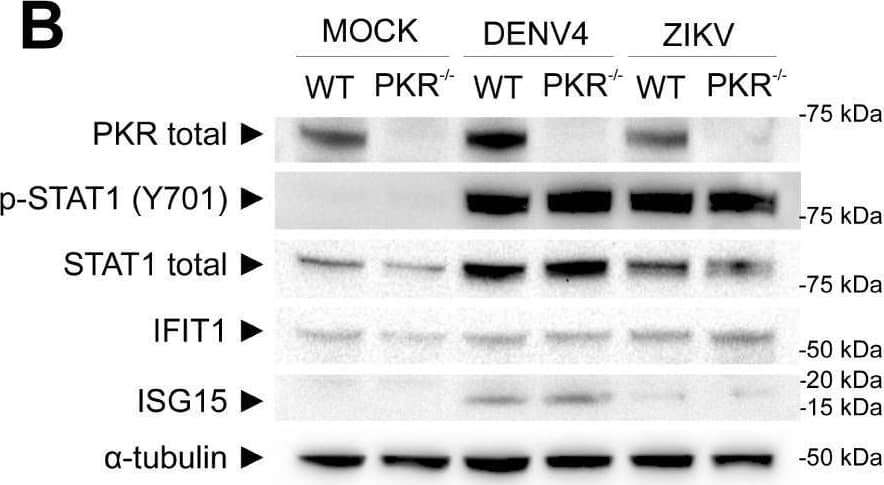 Western Blot ISG15/UCRP Antibody (539442) [Unconjugated]