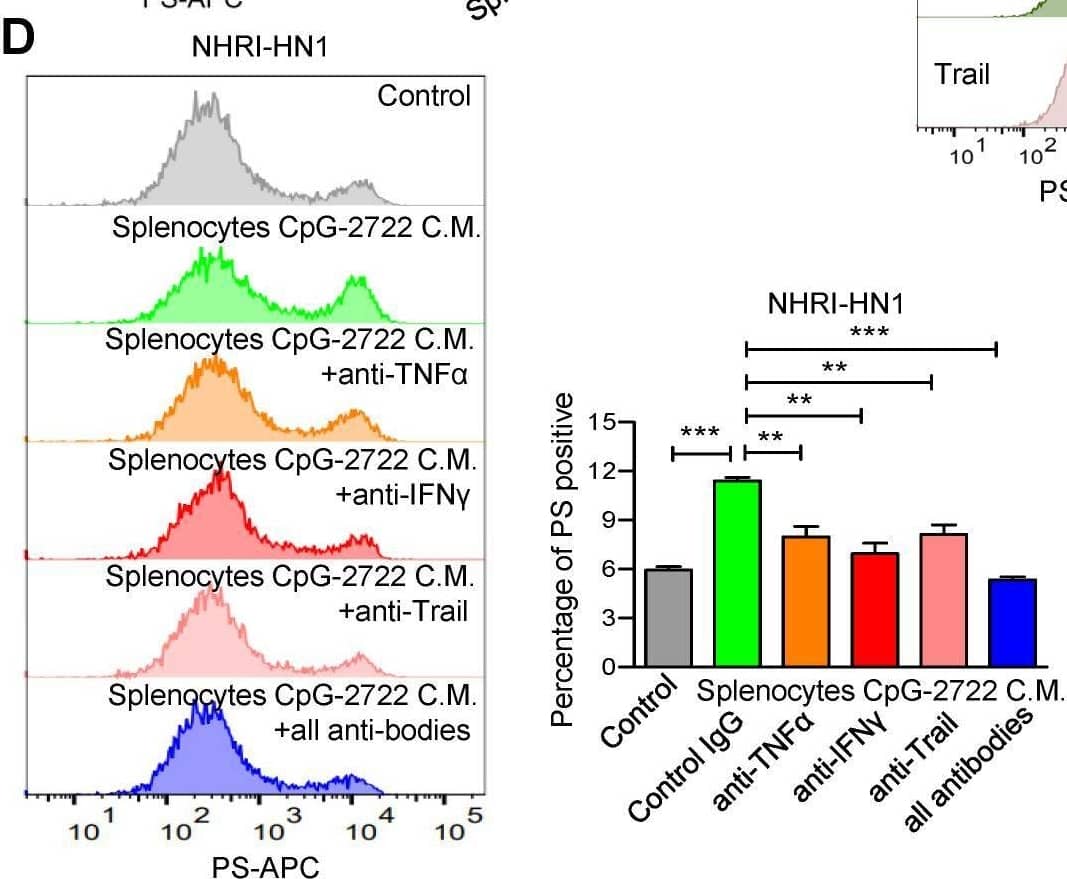  CpG-2722 treatment increases PS exposure on cancer  through induction of cytokines from immune . (A) Mouse splenocytes were stimulated with/without 5 μg/ml of CpG-2722 for 48 h, & collected the condition medium (C.M.). NHRI-HN1  were treatment with/without 5 μg/ml of CpG-2722 or with/without medium containing 25% C.M. for 24 h as illustrated in the top panel. Phosphatidylserine (PS) exposure on NHRI-HN1  were stained by annexin V conjugated APC antibody, & acquired on a FACS Canto II & analyzed using FlowJo software. Bottom left panel: a representative set of histograms. Bottom right panel: Data represent the mean ± SEM (n = 3). (B) Cytokine levels of TNF-alpha , IFN-gamma , & Trail in tumors from the experiment in Figure 5 were measured by ELISA. Data represent the mean ± SEM (n = 5). (C) NHRI-HN1  were treated with 100 ng/ml of TNF-alpha , IFN-gamma , or Trail for 24 h. Levels of PS exposure were stained by annexin V conjugated APC antibody & acquired on a FACS Canto II. Left panel: a representative set of histograms. Right panel: Data represent the mean ± SEM (n = 3). (D) Mouse splenocytes were stimulated with/without 5 μg/ml of CpG-2722 for 48 h, & the C.M. was collected. NHRI-HN1  were incubated with medium containing 25% of the C.M. in the presence of 1 μg/ml of neutralizing antibody to TNF-alpha , IFN-gamma , Trail or their combination as indicated for 24 h. Phosphatidylserine (PS) exposure on NHRI-HN1  were stained by annexin V conjugated APC antibody, & acquired on a FACS Canto II & analyzed using FlowJo software. Bottom left panel: a representative set of histograms. Bottom right panel: Data represent the mean ± SEM (n = 3). *, **, & *** represent statistically significant differences p < 0.05, p < 0.01, & p < 0.001, respectively, compared with the control or as indicated. Image collected & cropped by CiteAb from the following open publication (//pubmed.ncbi.nlm.nih.gov/37324949), licensed under a CC-BY license. Not internally tested by R&D Systems.