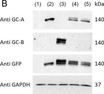 Western Blot NPRA/NPR1 Antibody (377018) [Unconjugated]