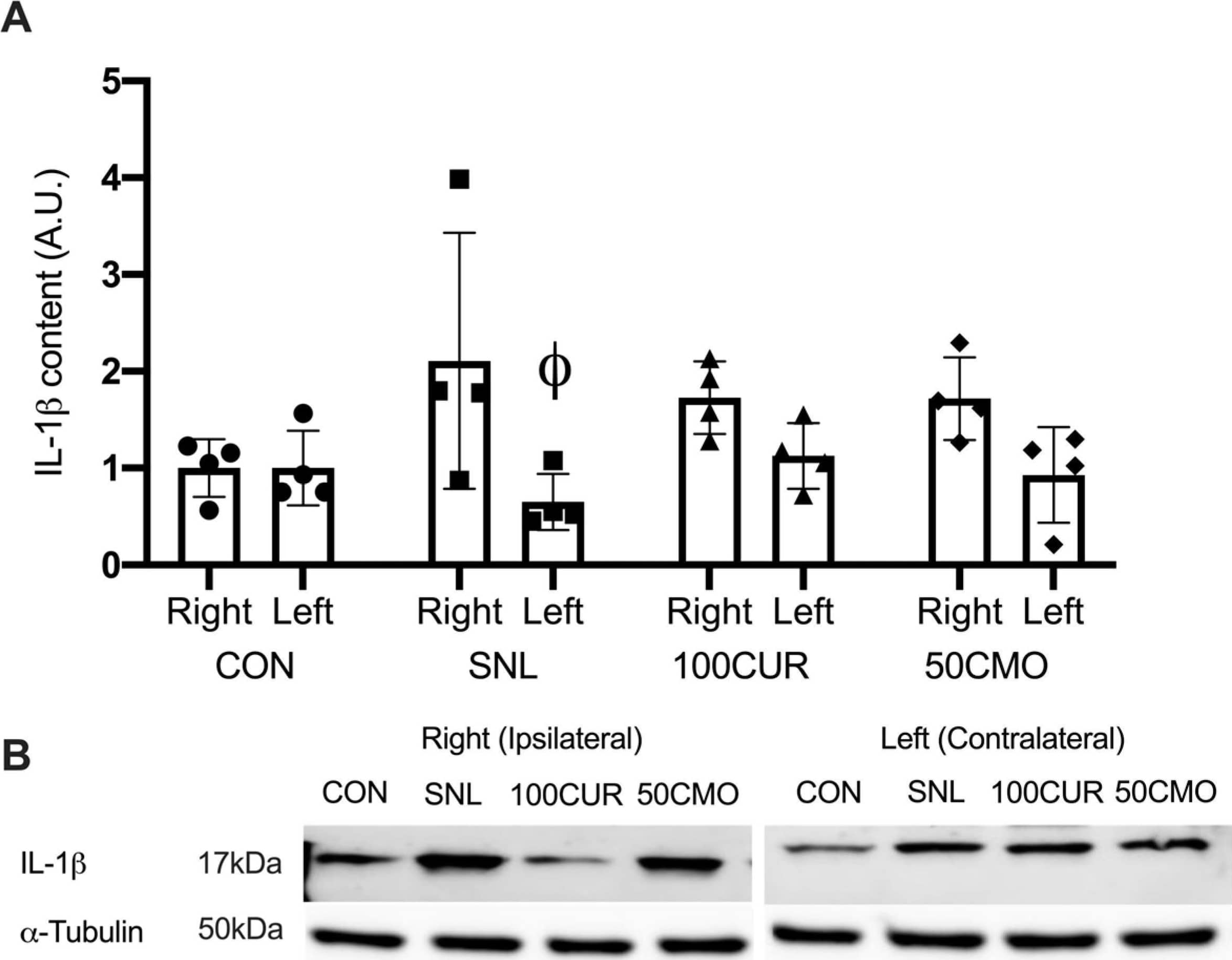 Plantaris protein content results for interleukin-1 beta  (IL-1 beta ) (A). Data were normalized to CON. Values are mean ± SEM (CON: n = 4; SNL: n = 4; 100CUR: n = 4; 50CMO: n = 4). Φ p < 0.050 vs. ipsilateral leg. The representative blot images display IL-1 beta  and  alpha -tubulin for CON, SNL, 100CUR, and 50CMO groups (B). MW, molecular weight (kDa). Image collected and cropped by CiteAb from the following open publication (//www.mdpi.com/1467-3045/46/11/742), licensed under a CC-BY license. Not internally tested by R&D Systems.