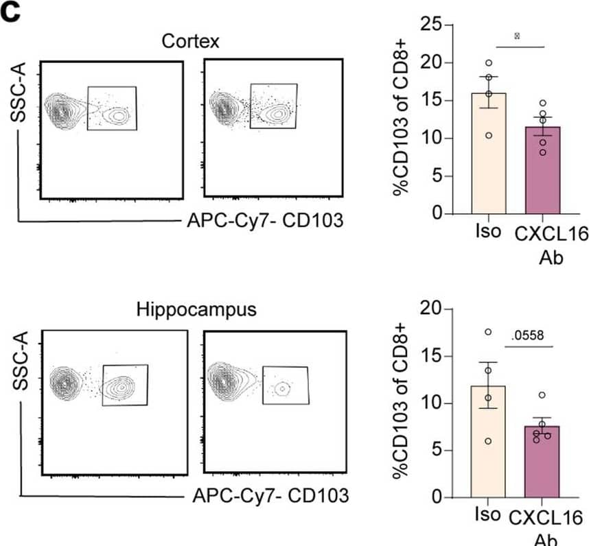 CXCL16 neutralization leads to decreased percentage of TRM cells in the CNS after viral clearance. a. Schematic depicting experimental design for CXCL16 neutralizing an-tibody experiment. Mice were infected (i.c.) with 1×104 p.f.u. WNV-NS5-E218A and administered CXCL16 antibody or isotype control via retro-orbital injection, and harvested 15 DPI. b. Quantifi-cation of percentage of CD45high cells that are CD8+ in the cortex (left) and hippocampus (right) in mice that received isotype or CXCL16 neutralizing antibody. c. Gating strategy and quantifi-cation of percentage of CD8+ T cells that are CD103+ in the cortex and hippocampus in mice that received isotype or CXCL16 neutralizing antibody. Data represent the mean±s.e.m. and were analyzed by unpaired Student’s t-test. *P<0.05 Image collected and cropped by CiteAb from the following open publication (//pubmed.ncbi.nlm.nih.gov/36153630), licensed under a CC-BY license. Not internally tested by R&D Systems.