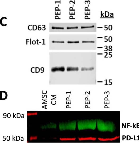 Purified exosome product (PEP) characterization, quantification, and delivery biodistribution. A NanoSight nanoparticle analysis of size distribution and concentration of PEP diluted in phosphate buffered saline 1:1000 documented 6.65 × 1012 ± 1.16 × 1011. B Transmission electron microscopy of PEP. Scale = 200 nm arrow heads pointing to EVs. C Western blot probing for CD63, CD9, and Flotillin-1 in 3 separate CGMP manufactured PEP lots. D Western blot comparison of NF-kappa B p65 and PD-L1 levels, in 3 separate CGMP manufactured PEP lots versus adipose-derived mesenchymal stem cell conditioned media (AMSC-CM). E Atomic-force microscope comparing platelet-conditioned medium EV isolation using centrifugation versus the PEP process, scale bar embedded in the image. F Representative image from Single-particle interferometric reflectance imaging sensing (SP-IRIS) analysis for presence of surface CD41a, CD9, CD63, and CD81 tetraspanins. G Graphical representation of the SP-IRIS analysis. H Quantitation of CD9, CD63 and CD81 on a CD41a captured plate documented vast majority of PEP as CD41a/CD9 positive, with smaller representation from CD63 and background CD81. Data presented as mean ± stdev. N = 3 separate CGMP manufactured PEP lots. I Pie chart representation of the exosome tetraspanin surface marker profile of CD41a captured PEP exosomes. Image collected and cropped by CiteAb from the following open publication (//pubmed.ncbi.nlm.nih.gov/36175423), licensed under a CC-BY license. Not internally tested by R&D Systems.