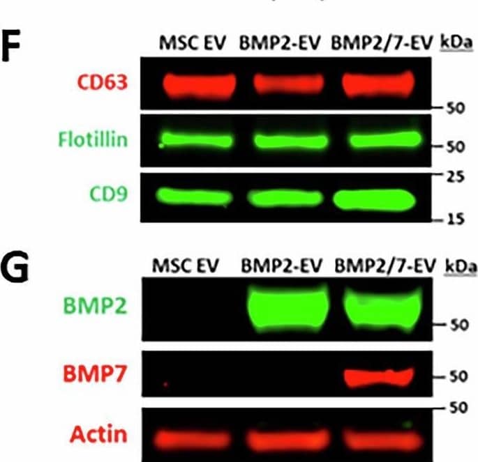 Production and characterization of engineered BMP2- and BMP7-EV.A Schematic of lentiviral vector with BMP2 (top) or BMP2 and BMP7 (bottom) joined with T2A linker. Acronyms are as follows: LTR (Long Terminal Repeat), Ψ (viral packaging), RRE (Rev response element), cPPT (central polypurine tract), WPRE (post-regulatory element),  delta U3 (U3 deletion in 3’ LTR). B Real-time quantitative reverse-transcriptase PCR to show  delta CT ratio to GAPDH in BMP2 or BMP7 mRNA in MSCs transfected with either LV-BMP2 or LV-BMP2/7 plasmid. Statistical significance determined by one-way ANOVA with Tukey post hoc analysis. (+/- SD, n = 3). C Western blot of MSCs that were untransfected or transfected with LV-BMP2 or LV-BMP2/7. Actin was used as a loading control. D NanoSight analysis demonstrating mean size profile (+/- SD) of extracellular vesicles isolated from LV-BMP2 or LV-BMP2/7 transfected MSCs. E Transmission electron microscopy (TEM) demonstrating size profile of BMP2-EV or BMP2/7-EV. Scale bar 200 nm. F Western blot of small extracellular vesicles collected from MSCs that were untransfected or transfected with LV-BMP2 or LV-BMP2/7. Samples were probed for small extracellular vesicle markers CD63, Flotillin, and CD9. G Western blot of small extracellular vesicles collected from MSCs that were untransfected or transfected with LV-BMP2 or LV-BMP2/7. Samples were probed for BMP2 and BMP7 with actin as a loading control. Image collected and cropped by CiteAb from the following open publication (//pubmed.ncbi.nlm.nih.gov/40461558), licensed under a CC-BY license. Not internally tested by R&D Systems.