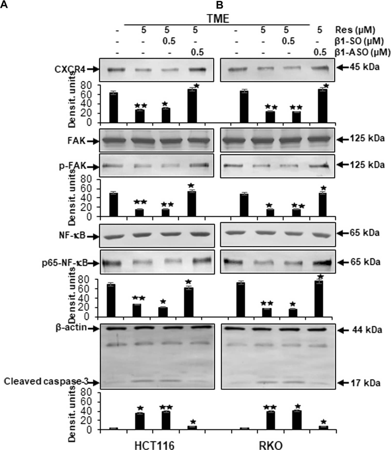 Western Blot RelA/NFkB p65 Antibody (532301) [Unconjugated]
