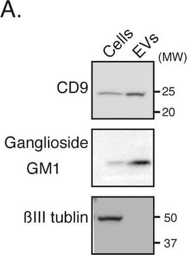 Quantification of GM1-containing EVs Using the idICA. A Western blot analysis of CD9, ganglioside GM1, and  beta III tubulin in N2a cell lysates (1 × 105 cells/lane) and EVs (1 × 107 cells/lane). B Representative fluorescent images of various concentrations of N2a-derived EVs in the idICA, which is constructed from CTB capture and anti-CD9 detection. Each image shows a block of well array corresponding to 10,000 microwells. Scale bar, 200 μm. C, D The ratio of fluorescent beads to trapped beads in a block of well array is plotted as the concentration of CD9 captured on CTB-coated beads (CTB-CD9) in N2a-derived EVs. Plots on the semi-logarithmic (C) and linear (D) scales are shown. Data represent mean ± SD (n = 3 each) Image collected and cropped by CiteAb from the following open publication (//pubmed.ncbi.nlm.nih.gov/36184615), licensed under a CC-BY license. Not internally tested by R&D Systems.