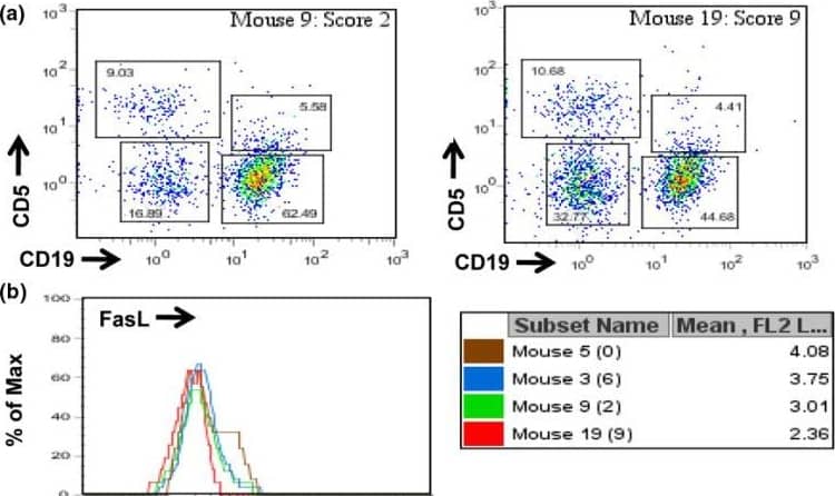 CD5+ B cells express higher levels of Fas ligand (FasL) than other splenic populations. Freshly isolated splenocytes from type II collagen/complete Freund's adjuvant (cII/CFA)-immunized, cII T-cell receptor transgenic mice were stained with anti-CD19, anti-CD5, and anti-FasL antibodies as described in Materials and methods. (a) Cells were initially gated as small nongranular lymphocytes by forward scatter and side scatter criteria (not shown) and then categorized by staining with anti-CD19 and anti-CD5 as T cells (CD5hi/CD19-), CD5+ B cells (CD5+/CD19+), B-2 cells (CD5-/CD19+), or double-negatives. (b) Comparison of FasL expression on CD5+ B cells from four mice, with representative disease severity scores shown in parentheses. Numbers in the box are mean fluorescence intensity (MFI) values of FasL staining on CD5+ B cells from the four mice. (c) Histograms and MFI values compared for lymphocyte subsets of two representative mice. (d) Average MFI values of FasL expression on gated splenic lymphocytes from mice with severe (n = 6), moderate (n = 6), and mild or no arthritis (n = 6). Image collected and cropped by CiteAb from the following open publication (//pubmed.ncbi.nlm.nih.gov/19706160), licensed under a CC-BY license. Not internally tested by R&D Systems.