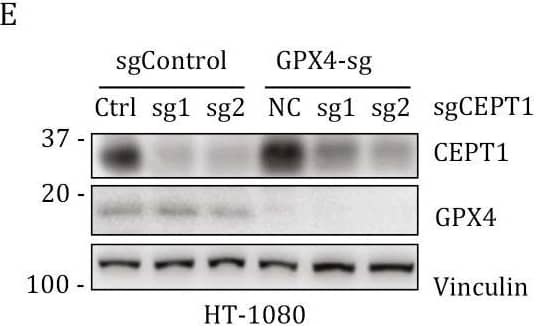 Western Blot Glutathione Peroxidase 4/GPX4 Antibody (565320) [Unconjugated]