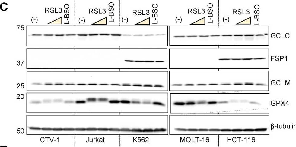 FSP1 is silenced in acute lymphoblastic leukemia (ALL) cell lines. A. Immune blot detection of FSP1, GCLC, GCLM, and GPX4 in total protein extracts from the cell lines depicted in the figure. LaminB1 was used as loading control. B. RT-qPCR analysis of the expression of FSP1 in MOLT-16, CTV-1, Jurkat and HCT-116. Data are plotted as expression relative to the level of RNA detected in MOLT-16 (mean ± SD, one-way ANOVA corrected for multiple comparison using a Tukey test, ****P < 0.0001, ***P = 0.0004). C. Immune blot detection of FSP1, GCLC, GCLM, and GPX4 in total protein extracts from the cell lines exposed to 1S,3S-RSL3 (RSL3) or l-buthionine sulfoximine (L-BSO) for 24 h. The concentrations used were 0.25 and 1 μmol L−1 RSL3 for CTV-1, Jurkat, K562 and HCT-116. For MOLT-16 RSL3 was used at 0.05 and 0.25 μmol L−1. L-BSO was used at 100 μmol L−1 in all the cell lines. D. Quantification of FSP1 immuneblot shown in C. The data plotted correspond to 3 independent biological replicates. b-tubulin was used as loading control. E. Quantification of GCLC, GCLM and GPX4 immuneblots shown in Fig. 3C. The data plotted correspond to 3 independent biological replicates. b-tubulin was used as loading control (mean ± SD; n = 3). Image collected and cropped by CiteAb from the following open publication (//pubmed.ncbi.nlm.nih.gov/35944469), licensed under a CC-BY license. Not internally tested by R&D Systems.