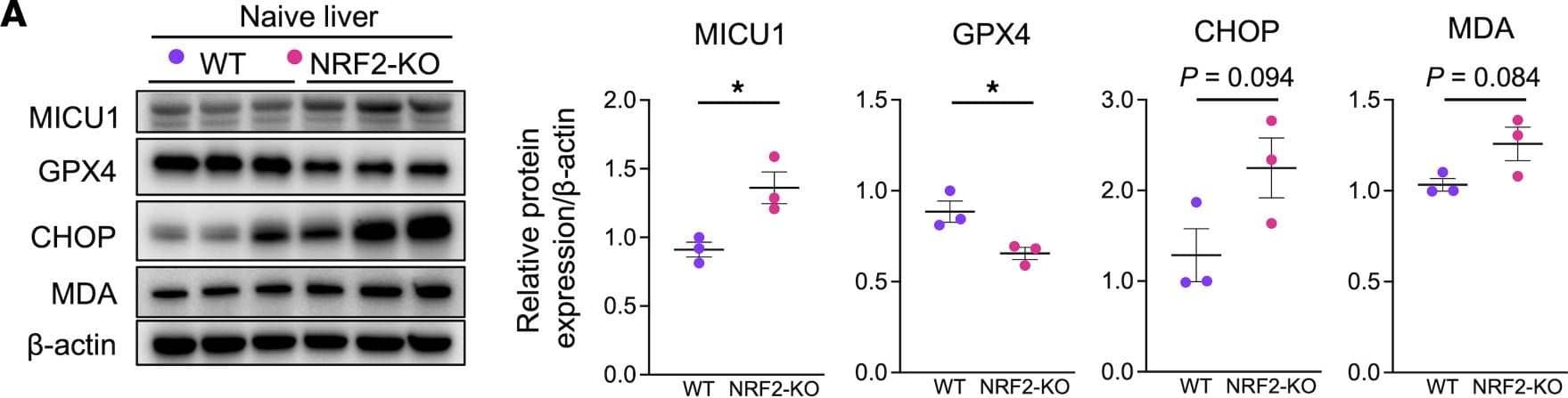 GPX4 pathway is dispensable in cold stress–induced liver injury. Western blot–assisted detection and relative intensity ratio of MICU1, GPX4, CHOP, and MDA in WT and NRF2-deficient (NRF2-KO) (A) naive livers and (B) 18-hour cold-stored livers. Expression of  beta -actin served as the internal control and was used for normalization (n = 3/group). (C) WT livers stored in UW solution (4°C/18 h) with/without RSL3 (GPX4 inhibitor) were perfused with PBS (2 mL) through a cuff placed at the portal vein to collect liver flush from inferior vena cava. (D) Western blot–assisted detection of MDA and HMGB1 in the liver flush (5 μL) from cold-stored livers (n = 4/group). (E) LDH and (F) AST/ALT levels (U/L) in the liver flush (n = 4/group). Purple circle: WT livers; pink circle: NRF2-KO livers. Data are shown as mean ± SEM. *P < 0.05, **P < 0.01, Student’s t test (A and B), 1-way ANOVA followed by Tukey’s HSD test (D−F). Image collected and cropped by CiteAb from the following open publication (//pubmed.ncbi.nlm.nih.gov/38329125), licensed under a CC-BY license. Not internally tested by R&D Systems.