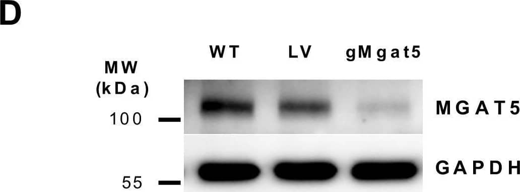 Knockdown of Mgat5 expression in cultured human RPE cells attenuates binding of Gal-3 to RPE cells. The target sequence derived from the genomic sequence of Mgat5 was inserted into a CRISPR-Cas9 nuclease expressing lentiviral vector and ARPE19 cells were transfected using Lipfectamine 2000 Plus reagent. (D) Western blot analysis of Mgat5 expression in ARPE19 cells transduced with guide RNA leading to specific knockdown of the Mgat5 (gMgat5), or cells tranduced with a CRISPR-Cas9 lentiviral vector encoding for an none-coding filler RNA (LV), or wild-type ARPE-19 cells. Lysates containing approximately equal amounts of protein were separated by SDS-PAGE and blotted for immunochemical detection of Mgat5 content. Image collected and cropped by CiteAb from the following open publication (//pubmed.ncbi.nlm.nih.gov/26760037), licensed under a CC-BY license. Not internally tested by R&D Systems.