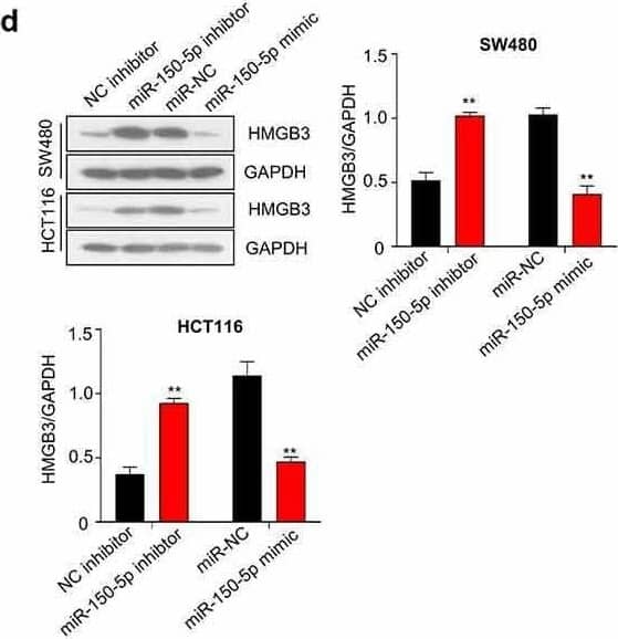 LINC00857 enhances HMGB3 expression via sponging miR-150-5p. (a) Transfection of miR-150-5p mimic increased miR-150-5p level, as determined by qRT-PCR assay. (b) miR-150-5p interacts with 3ʹ non-coding region of HMGB3. Bioinformatics analysis of binding site between LINC00857 and miR-150-5p using Starbase bioinformatic tool (left panel); WT or MUT luciferase reporter plasmids were transfected into SW480 and HCT116 cells for 48 h in the presence of miR-150-5p mimic or miR-NC. The luciferase activity was measured in each group (right panel). (c & d) NC inhibitor, miR-150-5p inhibitor, miR-NC, or miR-150-5p mimic was transfected into SW480 and HCT116 cells for 48 h. qRT-PCR and Western blot was used to determined HMGB3 expression level. (e & f) HMGB3 mRNA and protein expression was determined in cells of the following groups: sh-NC, sh-LINC00857, sh-LINC00857 + miR-150-5p inhibitor. qRT-PCR and Western blot was used to determined HMGB3 expression level. (g) HMGB3 expression in CRC tumor and non-carcinoma tissues was detected by PCR analysis (n = 50 pairs). (h) The expression levels of LINC00857 and HMGB3 in CRC tumors showed a significant positive correlation. (i) HMGB3 expression level was negatively correlated with miR-150-5p expression level in CRC tumors. *P < 0.05, **P < 0.01, ***P < 0.001 Image collected and cropped by CiteAb from the following open publication (//pubmed.ncbi.nlm.nih.gov/34753396), licensed under a CC-BY license. Not internally tested by R&D Systems.