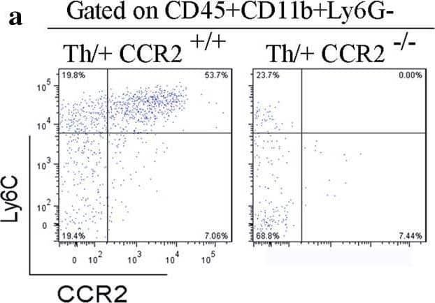 Inflammatory monocytes are indispensable for cortical demyelination in Th/+ mice. a Representative density plots of inflammatory monocytes (CD45+CD11b+Ly6ChiLy6G-) isolated from the cortex of Th/+ CCR2+/+ and Th/+ CCR2−/− mice on day 2 post stereotactic injection. Image collected and cropped by CiteAb from the following open publication (//pubmed.ncbi.nlm.nih.gov/28386765), licensed under a CC-BY license. Not internally tested by R&D Systems.