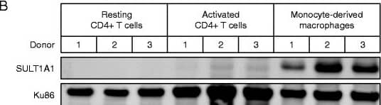 SULT1A1 is highly expressed in primary human monocyte-derived macrophages (MDMs). a The cellular sulfonation pathway. The first step of the cellular sulfonation pathway involves import through a sulfate transporter of a sulfate ion that is then used as a substrate by either 3′-phosphoadenosine-5′phosphosulfate (PAPS) synthetase enzymes PAPSS1 or PAPSS2. These proteins catalyze two enzymatic steps to generate PAPS, the high-energy universal sulfonate-donor from sulfate and two molecules of ATP. PAPS can be transported across the Golgi membrane and used by the Golgi sulfotransferases to generate sulfonated proteins, glycoproteins, glycoproteins, glycolipids, and proteoglycans. Alternatively, PAPS can be used by cytosolic sulfotransferases (SULTS) to sulfonate small molecules such as hormones, neurotransmitters, and xenobiotics. b Human CD4+ T cells and CD14+ monocytes were isolated from donor PBMCs by magnetic bead isolation. Resting CD4+ T cells were lysed directly after separation, and the remaining CD4+ T cells were activated using CD3/CD28 beads for three days. Monocytes were cultured for 7 days in the presence of 20 ng/ml M-CSF, were lysed, subjected to gel electrophoresis, and immunoblotting was performed to detect SULT1A1 or the loading control Ku86 protein Image collected and cropped by CiteAb from the following open publication (//pubmed.ncbi.nlm.nih.gov/26906565), licensed under a CC-BY license. Not internally tested by R&D Systems.