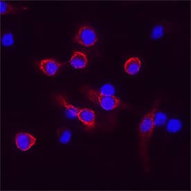 F4/80 was detected in unfixed live cells fixed RAW 264.7 mouse monocyte/macrophage cell line using Rat Anti-Mouse F4/80 Monoclonal Antibody (Catalog # MAB5580) at 8 &micro;g/mL for 3 hours at room temperature. Cells were stained using the NorthernLights&trade; 557-conjugated Anti-Rat IgG Secondary Antibody (red; NL013) and counterstained with DAPI (blue). Specific staining was localized to cytoplasm.