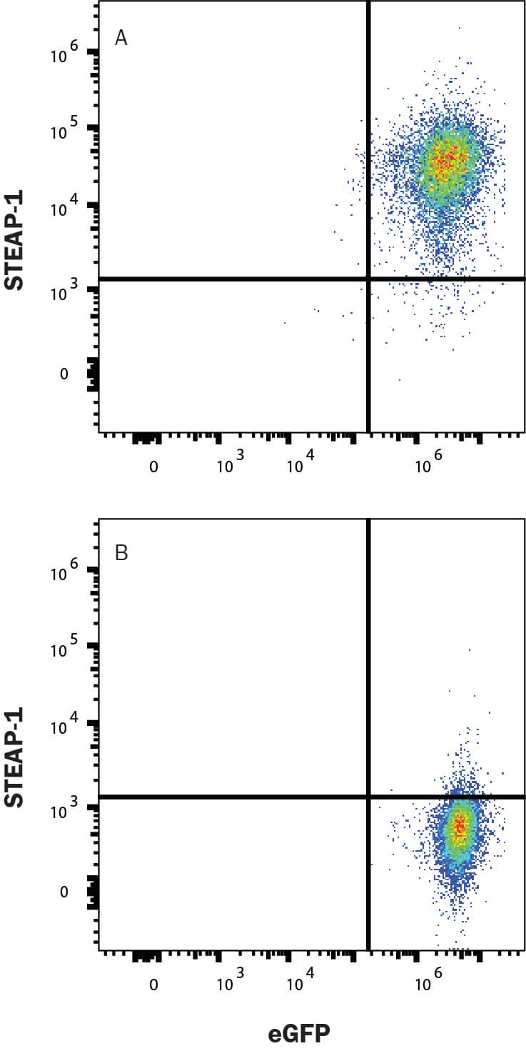 HEK293 cells transfected with Human STEAP-1 and eGFP (A) vs irrelevant and eGFP (B) were stained with Rabbit Anti-Human STEAP1 Monoclonal Antibody (Catalog # MAB55871) followed by Allophycocyanin-conjugated Anti-Rabbit IgG Secondary Antibody (Catalog # F0111). View our protocol for Staining Membrane-associated Proteins. 