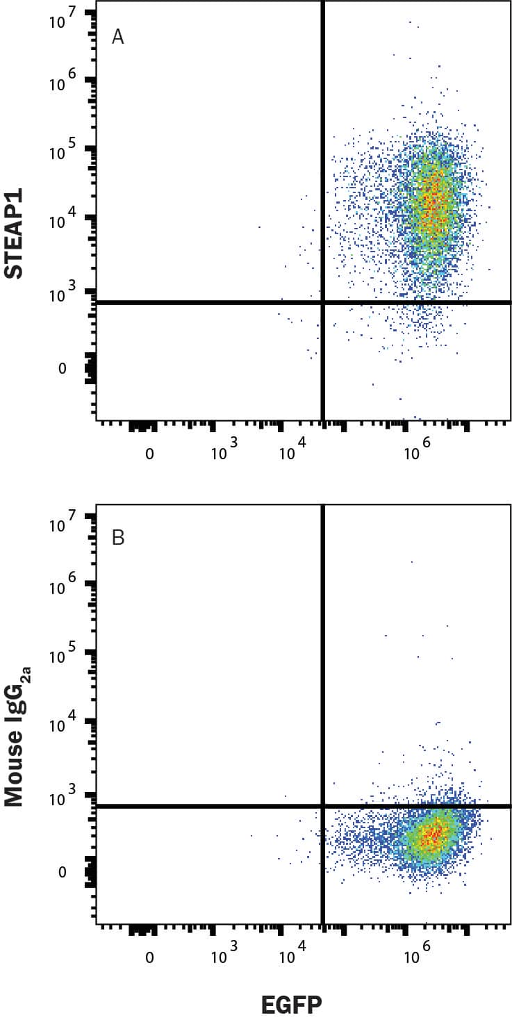 HEK293 transfected with Human STEAP1 and eGFP were stained with eGFP and either (A) Mouse Anti-Human STEAP1 Monoclonal Antibody (Catalog # MAB5587) or (B) Mouse IgG2A Isotype Control (Catalog # MAB003) followed by Allophycocyanin-conjugated Anti-Mouse IgG Secondary Antibody (Catalog # F0101B). View our protocol for Staining Membrane-associated Proteins. 