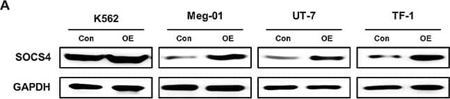 Western Blot SOCS-4 Antibody (517331) [Unconjugated]