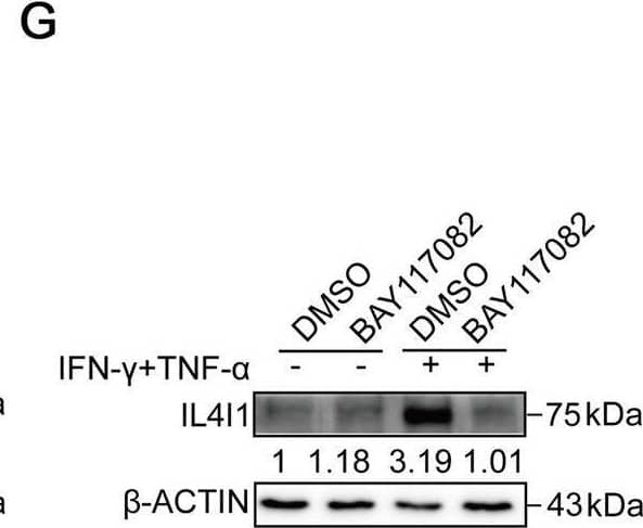 Western Blot IL-4I1 Antibody (1006202) [Unconjugated]