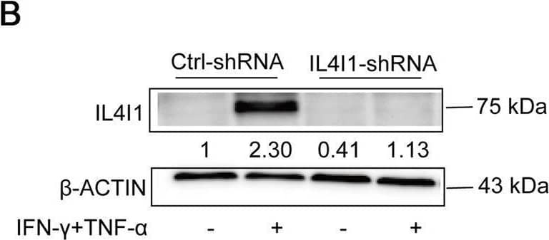 Western Blot IL-4I1 Antibody (1006202) [Unconjugated]