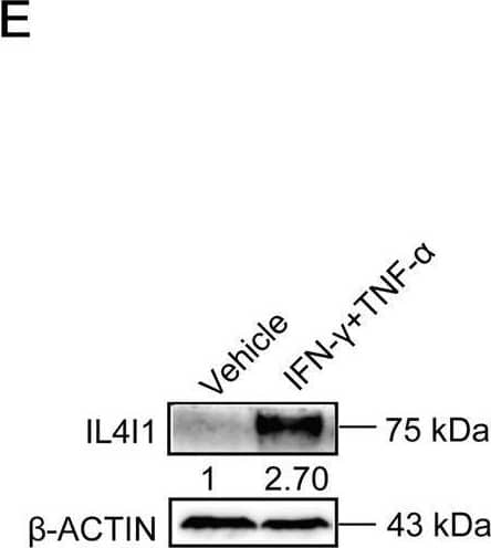 Western Blot IL-4I1 Antibody (1006202) [Unconjugated]
