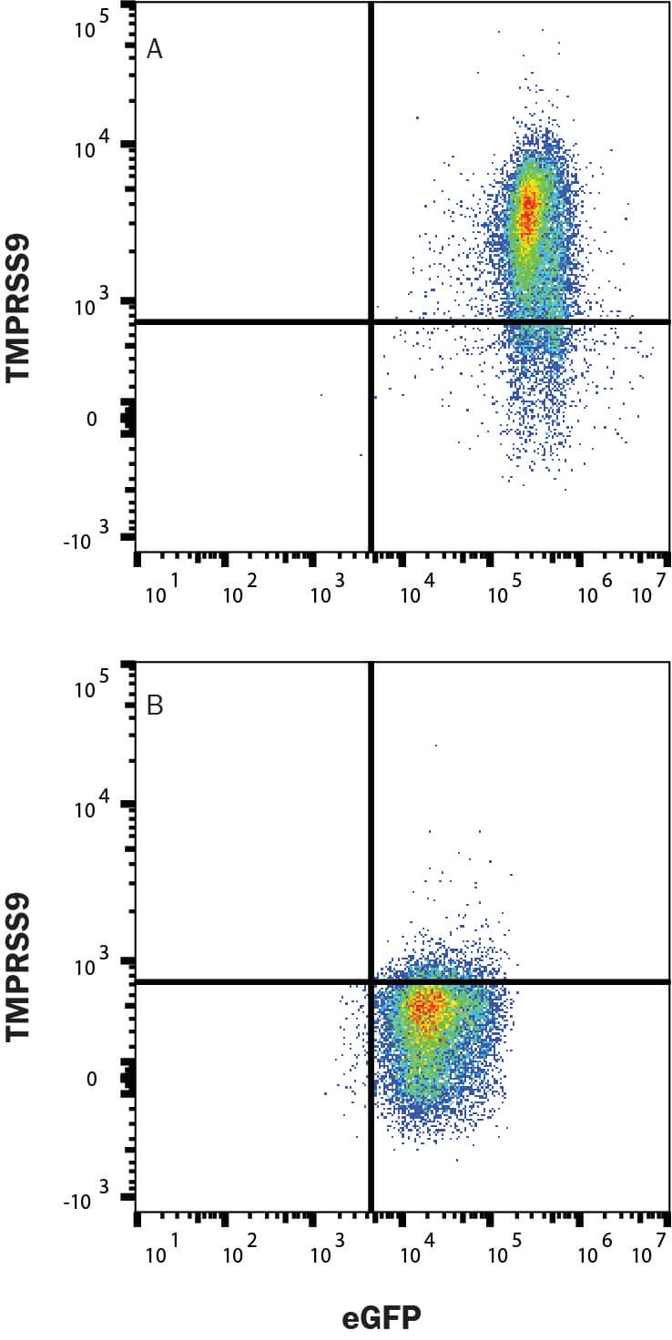 HEK293 cells were transfected with human TMPRSS9 (A) or an irrelevant protein (B), and stained with Mouse Anti-Human TMPRSS9 Monoclonal Antibody (Catalog # MAB56881), followed by staining with Allophycocyanin Anti-Mouse IgG Secondary Antibody (F0101B).  Staining was performed using our Staining Membrane-associated Proteins protocol.  Mouse IgG1 is the Isotype Control (Not shown; MAB002).  