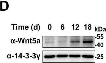 Western Blot 14-3-3 gamma Antibody (505810)