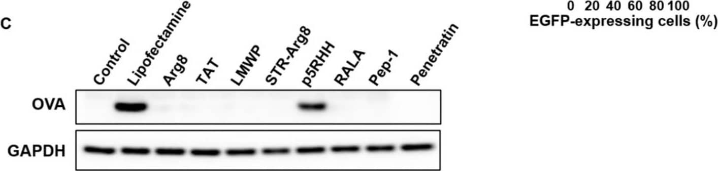 Evaluation of CPP/mRNA-mediated protein expression. (A) Representative fluorescence images and a quantitative graph showing mCherry-positive CT26.CL25 cells 24 h after treatment with CPP/mCherry mRNA complexes (6.8 nM). Scale bar: 275 μm. Data are presented as the mean ± SD (n = 3). (B) Representative flow cytometry histograms and graphs of EGFP-positive CL26.CL25 cells transfected with CPP/EGFP mRNA complexes (6.8 nM). Data are presented as the mean ± SD (n = 3). (C) Western blot analysis of the expression levels of OVA and GAPDH in CT26.CL25 cells. Image collected and cropped by CiteAb from the following open publication (//pubmed.ncbi.nlm.nih.gov/35745843), licensed under a CC-BY license. Not internally tested by R&D Systems.