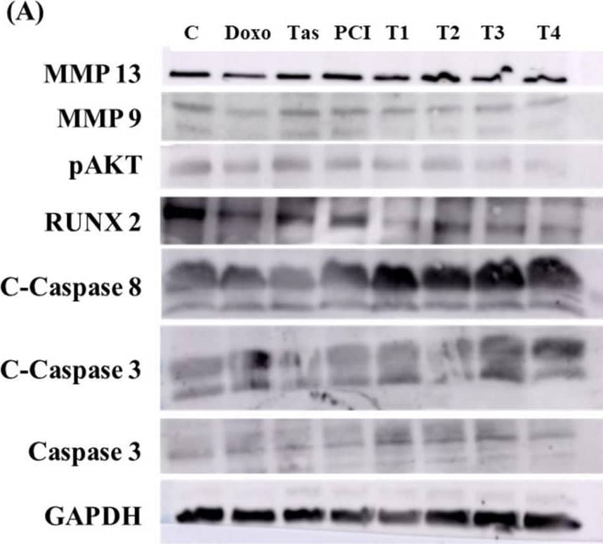The impact of combination therapy on protein and gene expression in SJSA-1 osteosarcoma cells. (A) A Western blot analysis illustrating the effects of the combination treatment on key proteins involved in metastasis, cell survival, and apoptosis in SJSA-1 osteosarcoma cells. The expression levels of MMP9 and MMP13, which facilitate tumor cell invasion and metastasis through ECM degradation, were significantly reduced, indicating a potential inhibitory effect of the combination therapy on metastatic progression. Additionally, phosphorylated AKT (pAKT), a central regulator of the PI3K/AKT pathway associated with cell survival and chemoresistance, and runt-related transcription factor 2 (RUNX2), a critical modulator of osteosarcoma progression and tumor aggressiveness, were both downregulated, suggesting the suppression of key oncogenic pathways. Conversely, apoptotic markers, including cleaved caspase-8, cleaved caspase-3, and total caspase-3, exhibited increased activation following treatment, indicating enhanced apoptotic signaling. GAPDH was used as a loading control to ensure equal protein loading across samples. (B) A densitometric analysis of the Western blot bands representing the expression levels of target proteins after 48 h of treatment. The band intensities were quantified using Image Lab software (Version 6.1.0 build 7) and normalized to the GAPDH. Relative protein expression levels are expressed as a fold change compared to the untreated control group. The data represent the mean ± the standard deviation from two independent experiments. (C) qRT-PCR analyzed the gene expression of the apoptosis-related markers p16 and p53 following treatment. The results highlight the upregulation of p16 and stable expression of p53 in treated cells. (* p < 0.05 and ** p < 0.01). Image collected and cropped by CiteAb from the following open publication (//pubmed.ncbi.nlm.nih.gov/40332124), licensed under a CC-BY license. Not internally tested by R&D Systems.
