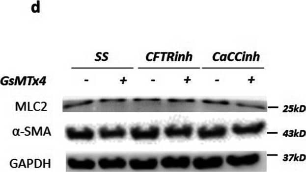 Molecular effect of intraluminal chloride and GsMTx4 in smooth muscle cells. a-c Upper panel represents the main cumulative effect of intraluminal chloride concentration ([Cl−]) and medium supplementation with and without GsMTx4. a Examples of representative blots are shown. b, c Protein expression levels for b myosin light chain 2 (MLC2), and c alpha-smooth muscle actin ( alpha -SMA) are quantified. d–f Lower panel shows the additional effect of PIEZO1/2 inhibition after intraluminal injection of Cl− channels inhibitors: cystic fibrosis transmembrane conductance regulator inhibitor172 (CFTRinh) to CFTR and; calcium-dependent Cl− channel inhibitor A01 (CaCCinh) to CaCCs. d Examples of representative blots are shown. e–f Relative expression levels of e MLC2, and f  alpha -SMA are displayed. 143 mM Cl− and standard solution (SS) represent the control condition for [Cl−] and Cl− channels inhibitors, respectively. White and dotted rectangles represent the medium supplementation with and without GsMTx4, respectively. Each lane represents a pooled-tissue sample, and the relative expression levels were determined against GAPDH. n ≥ 4 were used per antibody/condition. Results are presented as mean ± SD. Symbols indicate the main effects and non-redundant interactions of the two-way ANOVA. p <  alpha 0.0001,  beta 0.001,  gamma 0.01, µ0.05 Image collected and cropped by CiteAb from the following open publication (//pubmed.ncbi.nlm.nih.gov/36740669), licensed under a CC-BY license. Not internally tested by R&D Systems.