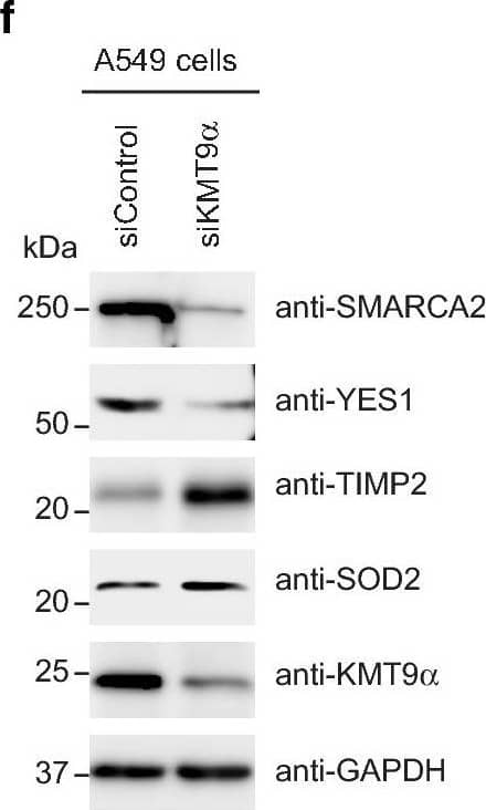 KMT9 controls expression of genes involved in the organization of organelles, cells death and cell proliferation. a Venn diagram showing overlap and number of genes/proteins in A549 cells that are differentially expressed upon RNAi mediated knock-down of KMT9 alpha  (log2(fold-change) > ± 0.26). In total, 460 targets are concomitantly up- or down-regulated on RNA and protein level upon knock-down of KMT9 alpha . Enriched GO_cellular components b and GO_biological processes c gene sets obtained for the indicated 460 KMT9 alpha -regulated target genes. d Heat map displaying mRNA levels of the 460 KMT9 alpha -regulated genes involved in cell proliferation (GO:0042127) in A549 cells treated with siControl or siKMT9 alpha #1. e RNA sequencing reads (left panel) and mass spectrometry volcano plot (right panel) for the indicated genes and proteins are represented exemplarily. f Western blot displaying expression of the target proteins indicated in e upon knock-down of KMT9 alpha  in A549 cells. The indicated antibodies were used. g Quantitative real-time PCR analysis of the mRNA expression of the target genes displayed in e after knock-down of KMT9 alpha . Data represent means + standard deviation. Significance was accessed by two-tailed t test, n = 3 (TIMP2 n = 6) Image collected and cropped by CiteAb from the following open publication (//pubmed.ncbi.nlm.nih.gov/32095117), licensed under a CC-BY license. Not internally tested by R&D Systems.