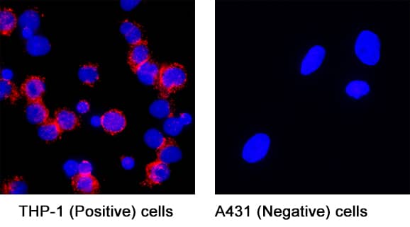 Mrc2 was detected in immersion fixed THP‑1 human acute monocytic leukemia cells (positive) and absent in A431 human epithelial carcinoma cells (negative) using Mouse Anti-Human Mrc2 Monoclonal Antibody (Catalog # MAB5770) at 8 µg/mL for 3 hours at room temperature. Cells were stained using the NorthernLights™ 557-conjugated Anti-Mouse IgG Secondary Antibody (red; Catalog # NL007) and counterstained with DAPI (blue). Specific staining was localized to cytoplasm. View our protocol for Fluorescent ICC Staining of Non-adherent Cells.