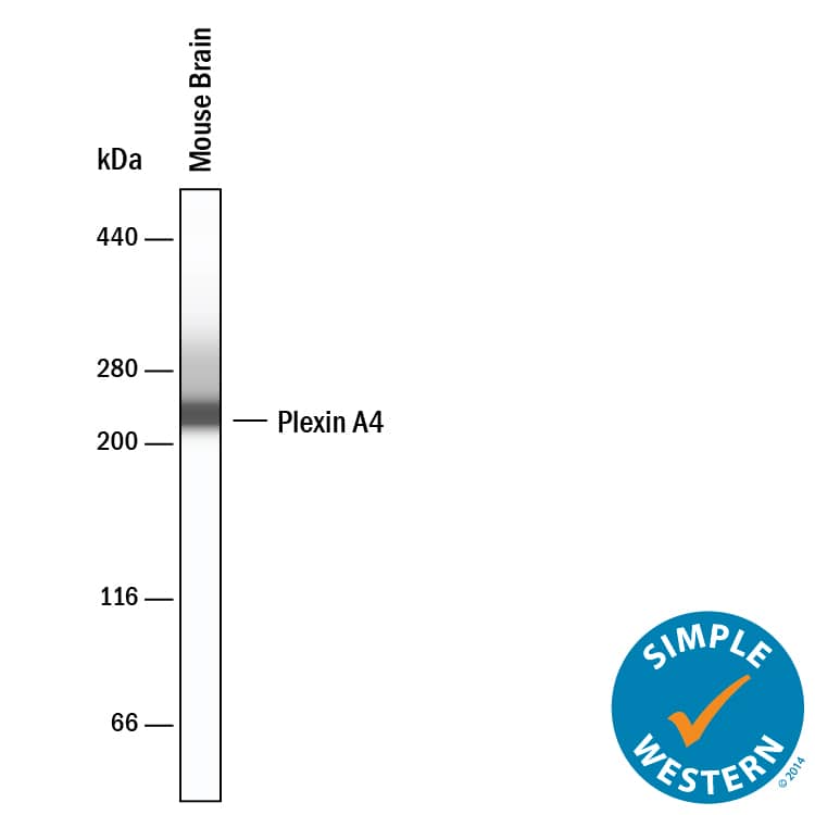 Simple Western Plexin A4 Antibody (707201) [Unconjugated]