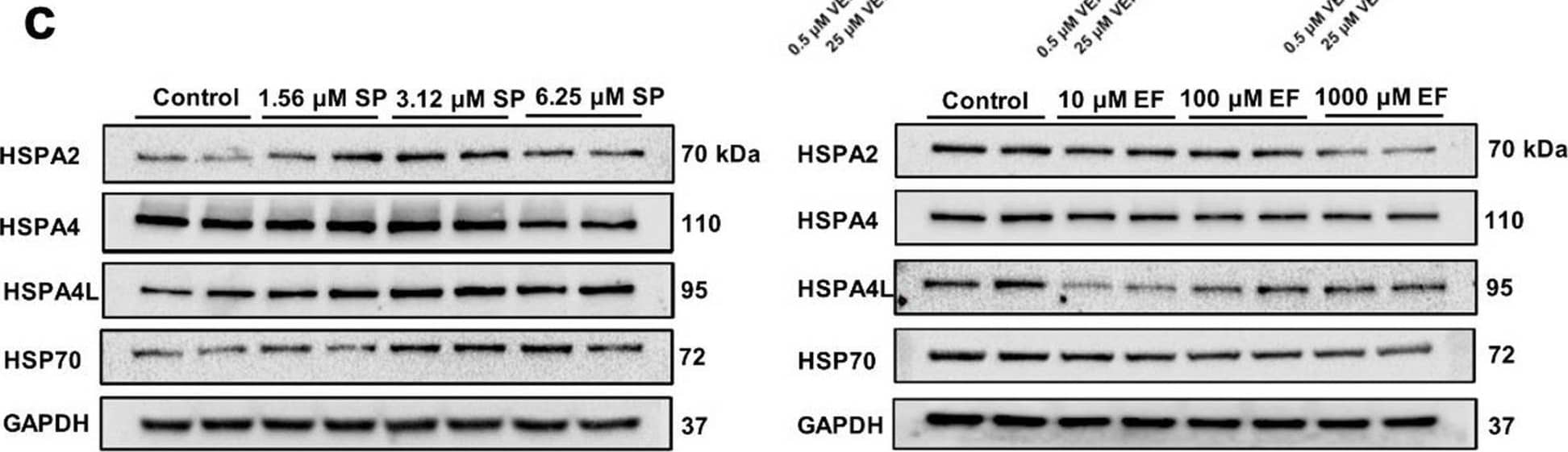 Western Blot HSPA2 Antibody (520608)