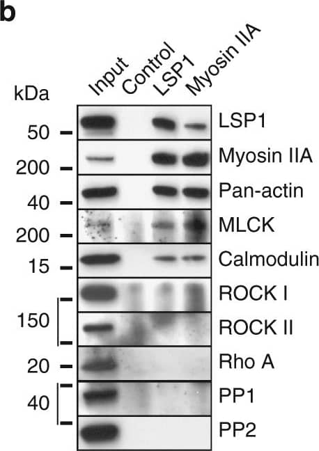 LSP1 and supervillin interact with a similar subset of myosin IIA regulators. a Western blots of macrophage lysates progressively extracted by increased concentration of TritonX-100 (1–5%), or in RIPA buffer. Note that LSP1, and also myosin IIA, are mostly extracted in the 2% and RIPA fractions. b Western blot of immunoprecipitation of endogenous LSP1 or myosin IIA from macrophage lysates, with control IgG and input. Blots were probed with indicated antibodies. Note cross-coprecipitation of LSP1 and myosin IIA, accompanied by coprecipitation of myosin regulators MLCK and calmodulin. Molecular weight in kDa is indicated. c Western blots of anti-GFP immunoprecipitation of lysates from macrophages expressing LSP1 full length or LSP1 domains fused to GFP (For inputs, see Supplementary Fig. 7A). Blots were probed with indicated antibodies. Note coprecipitation of myosin IIA with full length LSP1, and also with the C-terminal and the villin headpiece-like domains (V1V2) of LSP1. Interestingly only the full length and the C-terminal constructs, but not V1V2, are also able to bind MLCK, pMLC and calmodulin. An LSP1-positive band in the lane of the C-terminal construct probably reflects the fact that the anti-LSP1 antibody recognizes an epitope in the C-terminal half of LSP1. d Immunoprecipitation of myosin IIA from macrophage lysates, with addition of Mg2+/ATP and/or latrunculin A (10 µM), as indicated. Upper panel: colloidal Coomassie stained SDS PAGE gel, lower panels: corresponding western blots developed with indicated antibodies. Molecular weight is indicated in kDa. e Quantification of coprecipitated amounts of actin and LSP1, normalized to precipitations performed without addition of Mg2+/ATP and/or latrunculin A. f Western blots of anti-GFP immunoprecipitations from lysates of macrophages expressing LSP1-GFP or supervillin construct SV1-830-GFP developed with indicated primary antibodies. Molecular weight in kDa is indicated. Note that LSP1 and SV1-830 coprecipitate comparable amounts of myosin IIA, MLCK and calmodulin, but that supervillin-coprecipitated myosin is more activated, as indicated by pMLC signal Image collected and cropped by CiteAb from the following publication (//www.nature.com/articles/s41467-018-02904-x), licensed under a CC-BY license. Not internally tested by R&D Systems.