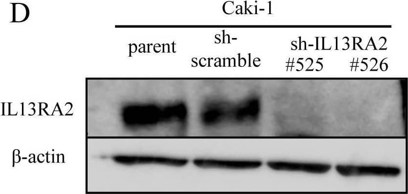 Western Blot IL-13R alpha 2 Antibody (83834) [Unconjugated]