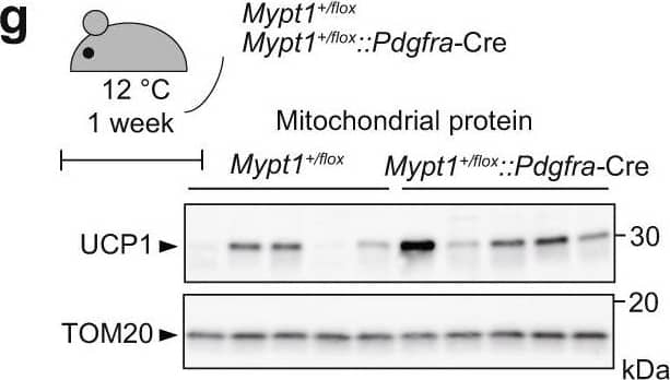 MYPT1 is crucial for scWAT beiging in mice. gMypt1+/flox::Pdgfra-Cre mice exposed to 12 °C for 1 week (upper left). Immunoblotting of mitochondrial fraction of scWATs (lower left). Densitometric quantification of UCP1 immunoblot (right). n = 5 per group. P-JMJD1A immunoblotting of scWAT (inset). Image collected & cropped by CiteAb from the following open publication (//pubmed.ncbi.nlm.nih.gov/36175407), licensed under a CC-BY license. Not internally tested by R&D Systems.