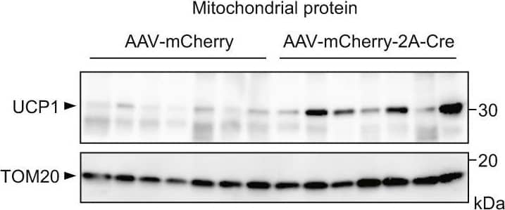 MYPT1 is crucial for scWAT beiging in mice. b UCP1 immunoblotting of mitochondrial fraction of scWATs from AAV-injected Mypt1flox/flox mice (left). Densitometric quantification of UCP1 immunoblotting (right). n = 7 per group. Image collected & cropped by CiteAb from the following open publication (//pubmed.ncbi.nlm.nih.gov/36175407), licensed under a CC-BY license. Not internally tested by R&D Systems.