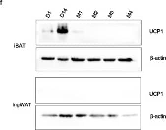 Western Blot UCP1 Antibody (536435) [Unconjugated]