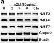 Kinetics of Azithromycin Effects on NALP3 Protein in THP-1 Monocytes. a THP-1 cells were treated with azithromycin 50ug/ml for the times shown prior to immunoblot analysis for indicated proteins. b THP-1 cells were treated with LPS 500 ng/ml for times shown prior to analysis. c THP-1 cells were treated with azithromycin (50ug/ml) and LPS (500 ng/ml) for times shown prior to immunoblot analysis. The data representative of 2–3 separate experiments Image collected and cropped by CiteAb from the following open publication (//pubmed.ncbi.nlm.nih.gov/28659178), licensed under a CC-BY license. Not internally tested by R&D Systems.
